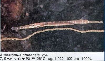 Aulostomus chinensis